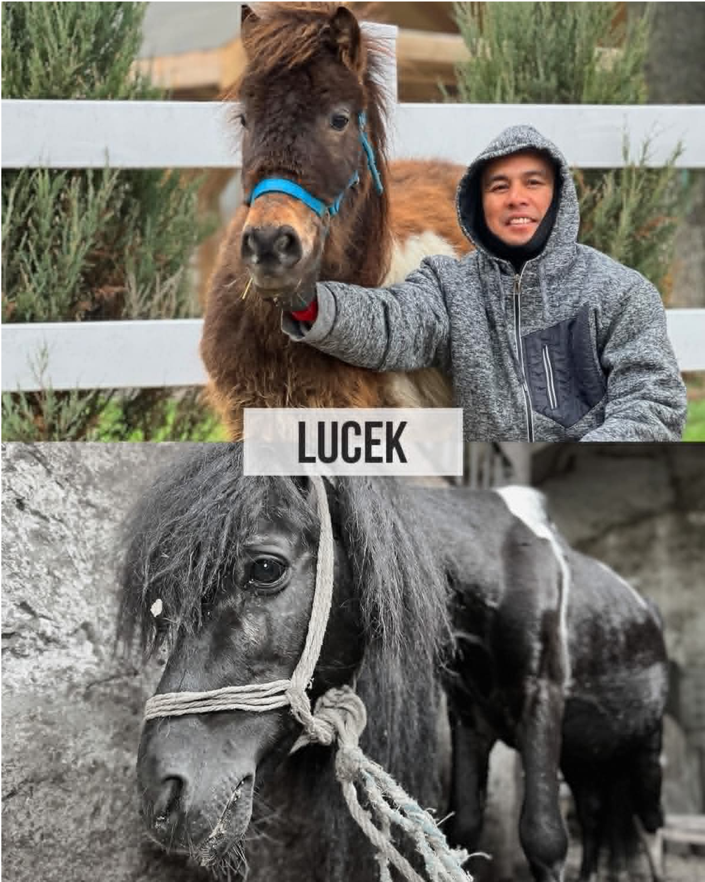 lucek