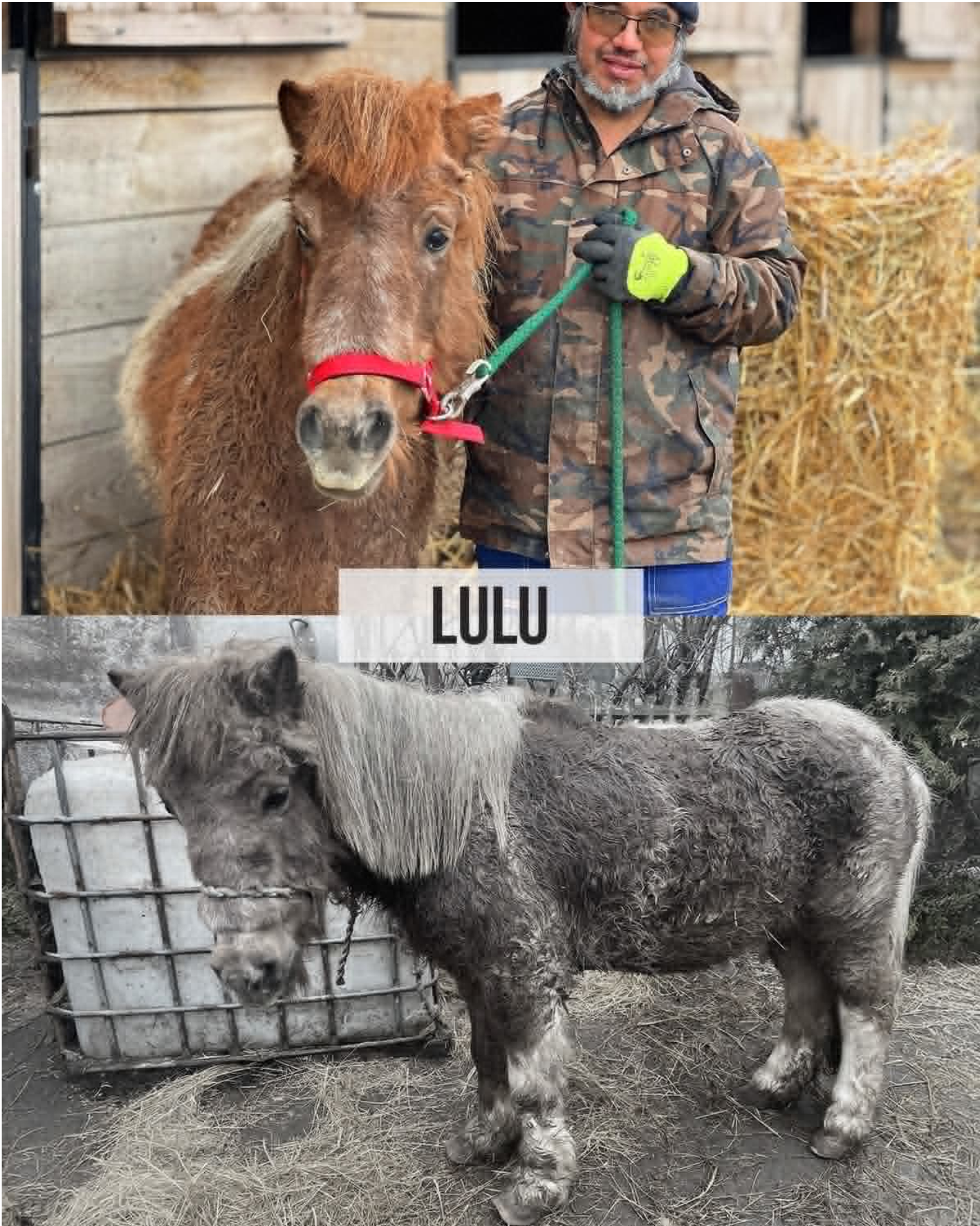 lulu